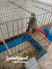  2 طيور حب للبيع