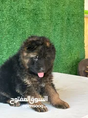  4 جراو جيرمن شيبرد شولاين
