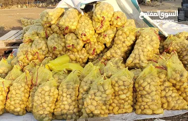  14 بطاط يمني زهره حمراء خاص بالتصدير  مؤســــــسة هاني المهلاء للتصدير الخضروات والفواكه.