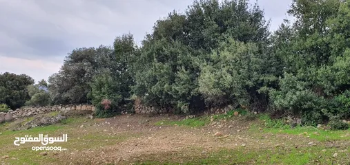  1 زي 1600 م منطقة حرجيه