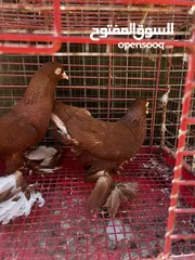  4 جوز نجفي احمر