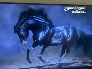  1 شاشة غزال سمارت 50 إنش 4k