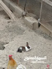  2 بيع ارانب عمانية