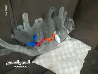  2 قطط للبيع  نوع سكواتش فولد  الام والاب  العمر شهر وكم يوم