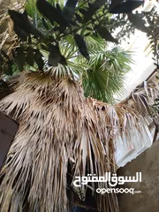  2 شجرة نخيل زينه