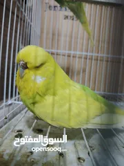  6 جواز منتجه تحتها فراخ وبيض