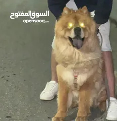  2 اتشاو تشاو