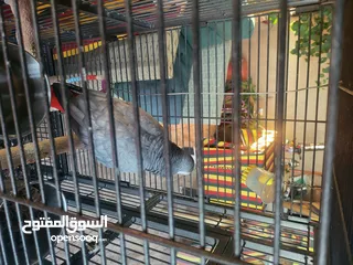  2 ببغاء كاسكو أليف متكلم بطلاقة
