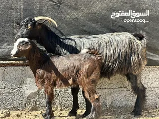  4 رمج مع ولدها جدي