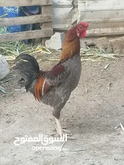  5 ديج حلو ونظيف وخالي من كل مرض