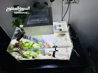  3 Fish Tank (Aquarium)