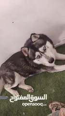  3 كلب هاسكي (اليكس)