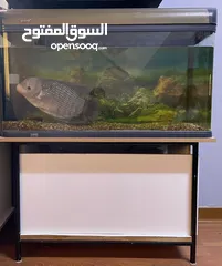  3 Gaurami fish with tank and accessories