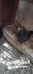  7 حمام مشكل عند صورهن