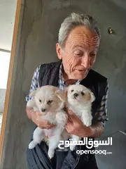  1 Pure white Loulou puppies for sale-3 months old- /puppy