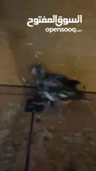  2 فرخ كوكتيل