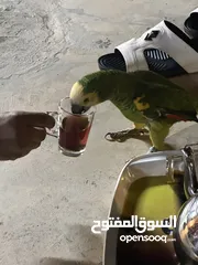  2 للبيع بلو فرنتد جاكو متكلم