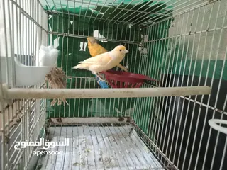  3 جوز كنار جاهز أن شاء الله