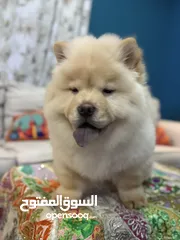  10 Chow Chow Female Puppy