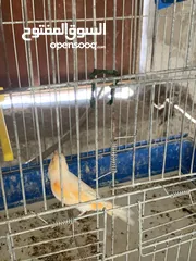  11 جوز كنار للبيع