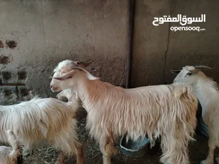  2 فحل للبيع حلال الجواميد