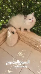  2 قطط راغدول دم صافي