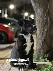  3 بيتبول تيرير بلو نوز