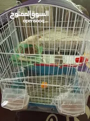  3 عصافير جنة للبيع مع عرض قوي