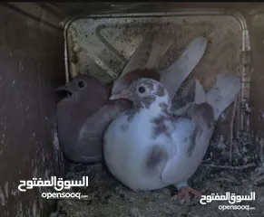  1 زغاليل بلدي نخب