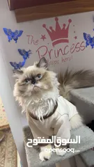  1 pure Himalayan cat royal cat male  3 code far blue eyes ask for price