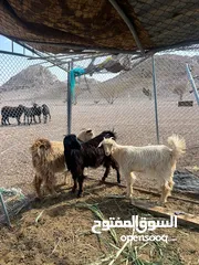  2 صخال 3 للبيع بصحه جيده