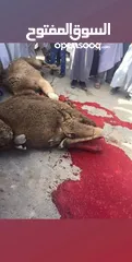  8 لحام متنقل ذبح أضاحي خاروف عجل بلدي جمل غنم بلدي روماني برزيلي كولمبي اسباني خروف بلدي جزار متنقل
