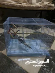  8 كروان على السوم