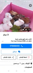  2 حلويات شرقية للبيع