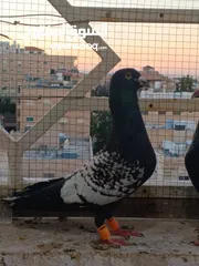  15 تشكيلة حمام مع جوز انجليزيات صفر نخب