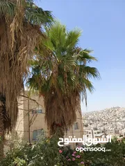  10 شجر نخيل زينه