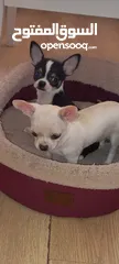  7 Chihuahua puppies