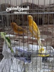  6 جوز تركيب جديد وأول خيرو
