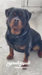  11 Rottweiler 4sale روت وايلر للبيع