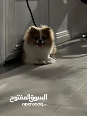  5 كلب نوع بومارينيان مدرب و لم يتجوز الى الان و كان كلب شخصي الي طلبتو من برا