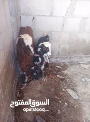  1 شخلتين سكان مخيم حطين