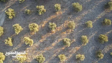  1 تملك ارض مزروعه  مميزه للبيع في عنيبه 3 دونمات و 400 م موقع مميز على شارعين ارض منبسطه ومطله