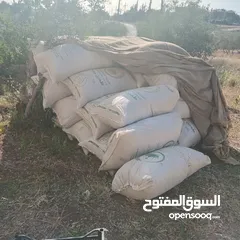  1 تبن بيقيا احمر