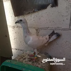  1 اربع فراخ للبيع بسعر حرق الحرق الحبة ب3 دنانير والبيع للكوم