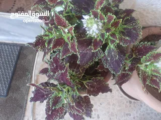  26 زريعه زينه للبيع