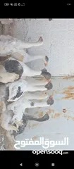  2 فراخ وز للبيع