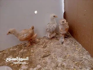  9 صيصان براهمي. عمر  شهر 5 ايام