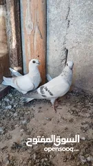  3 فراخ للبيع صحه ونظافه عدد 8 قابل للبدل