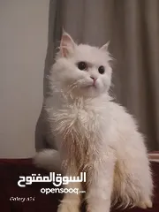  1 قط لتبني ة