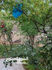  4 شقة مفروشة للايجار مرج الحمام